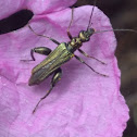 Swollen-Thighed Beetle