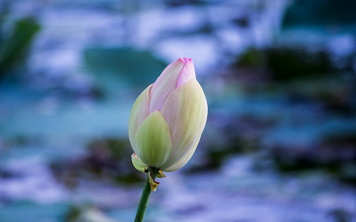 Pink Lotus Bud screenshot 1