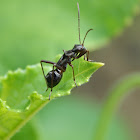 Broad-headed Bug