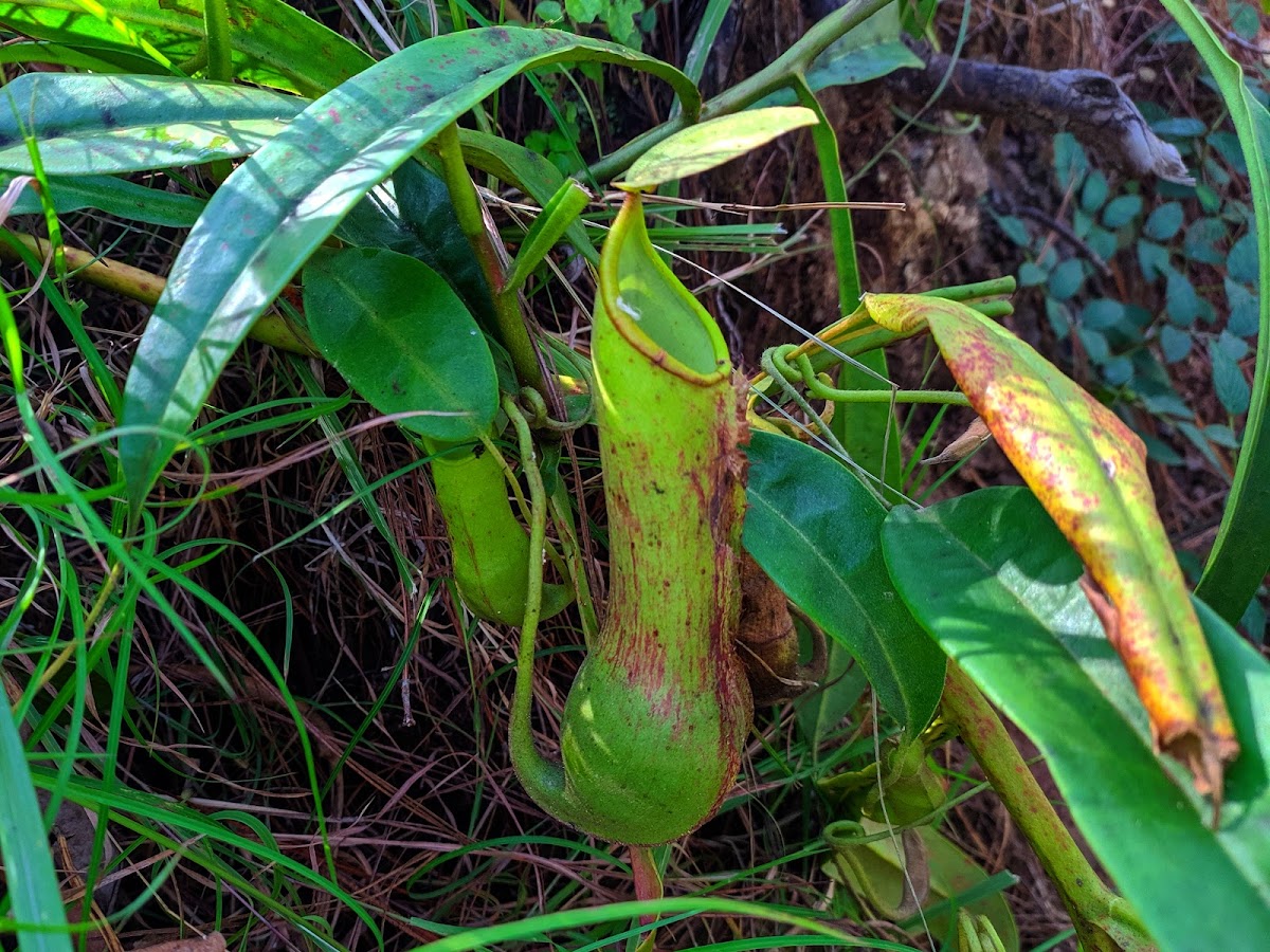 Winged Pitcher Plant