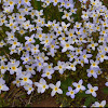 Bluets