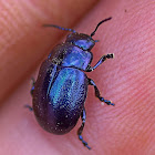 Rainbow Leaf Beetle