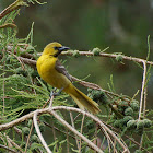 Hooded Oriole