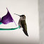 Calliope Hummingbird