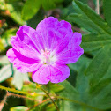 Crane's Bill, Geranium