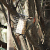 Red-Bellied Woodpecker