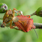 Carpocoris shield bugs mating