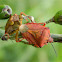 Carpocoris shield bugs mating