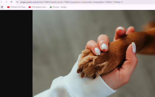 Human and Dog Connection Preview 1