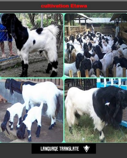 Screenshot etawa goat cultivation