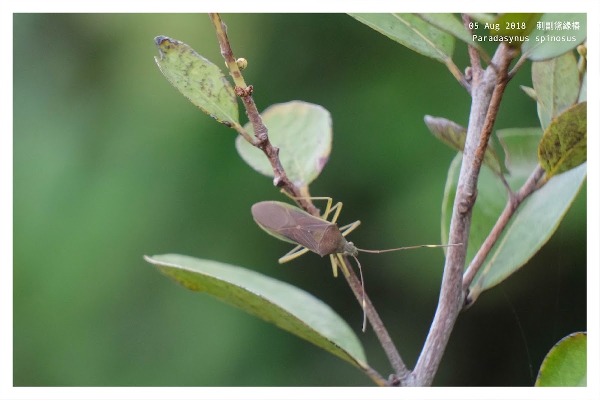 Paradasynus spinosus 刺副黛緣椿