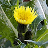 Spiny Sowthistle