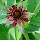 Marsh Cinquefoil