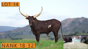 The Ankole heifer sold for R2.1m by President Cyril Ramaphosa in this screenshot of the livestreamed auction. 