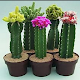 Cactus Cultivation Download on Windows