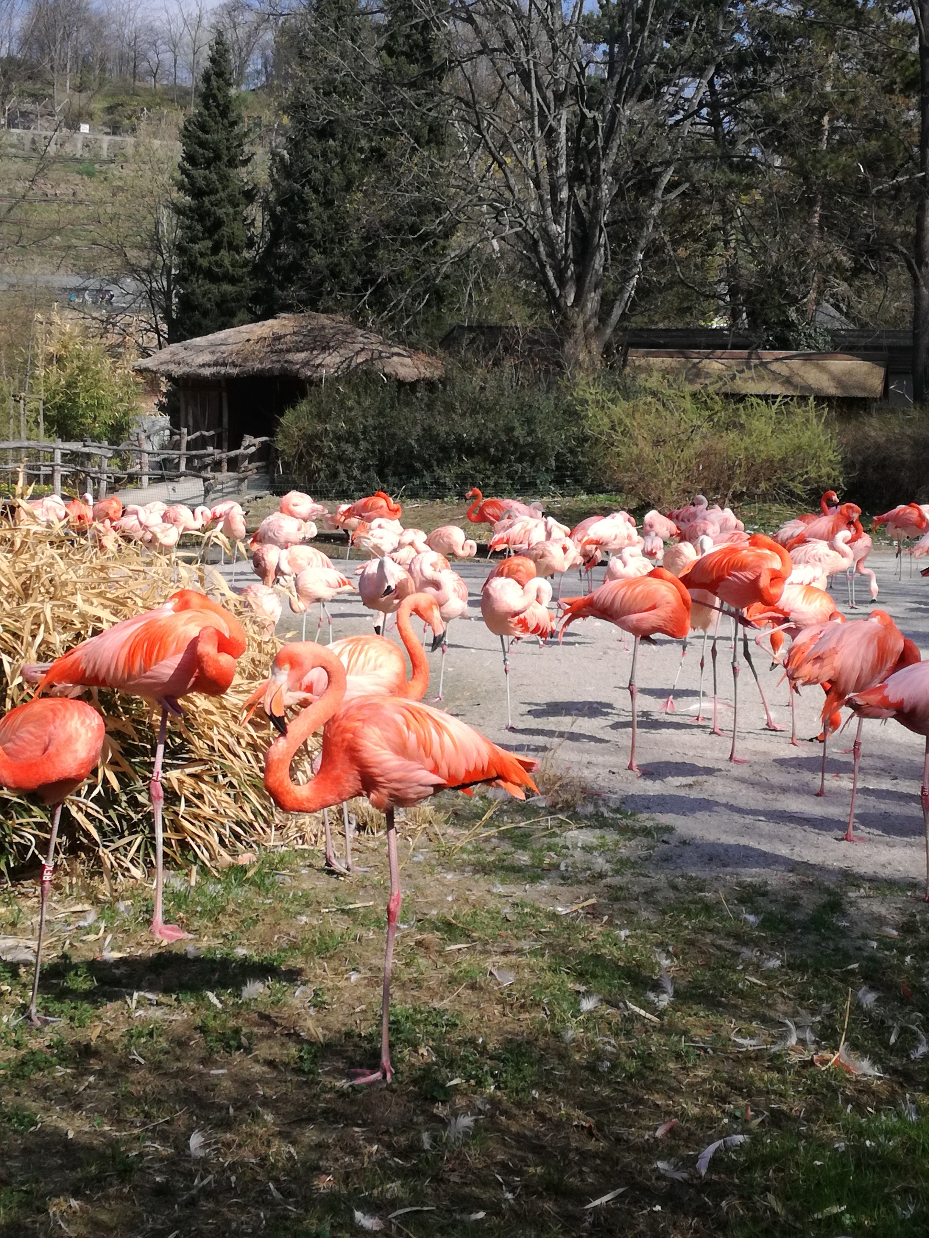 Pink nature di rosimar