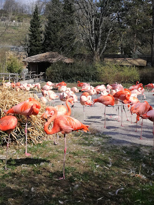 Pink nature di rosimar