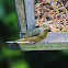 female painted bunting