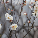 Plum blossoms white flowers