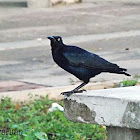 great tailed grackle