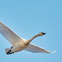 Trumpeter Swan