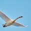 Trumpeter Swan