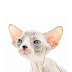 Sphynx Cat Adoption Mn