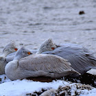 Dalmatian Pelican