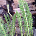 Field Horsetail