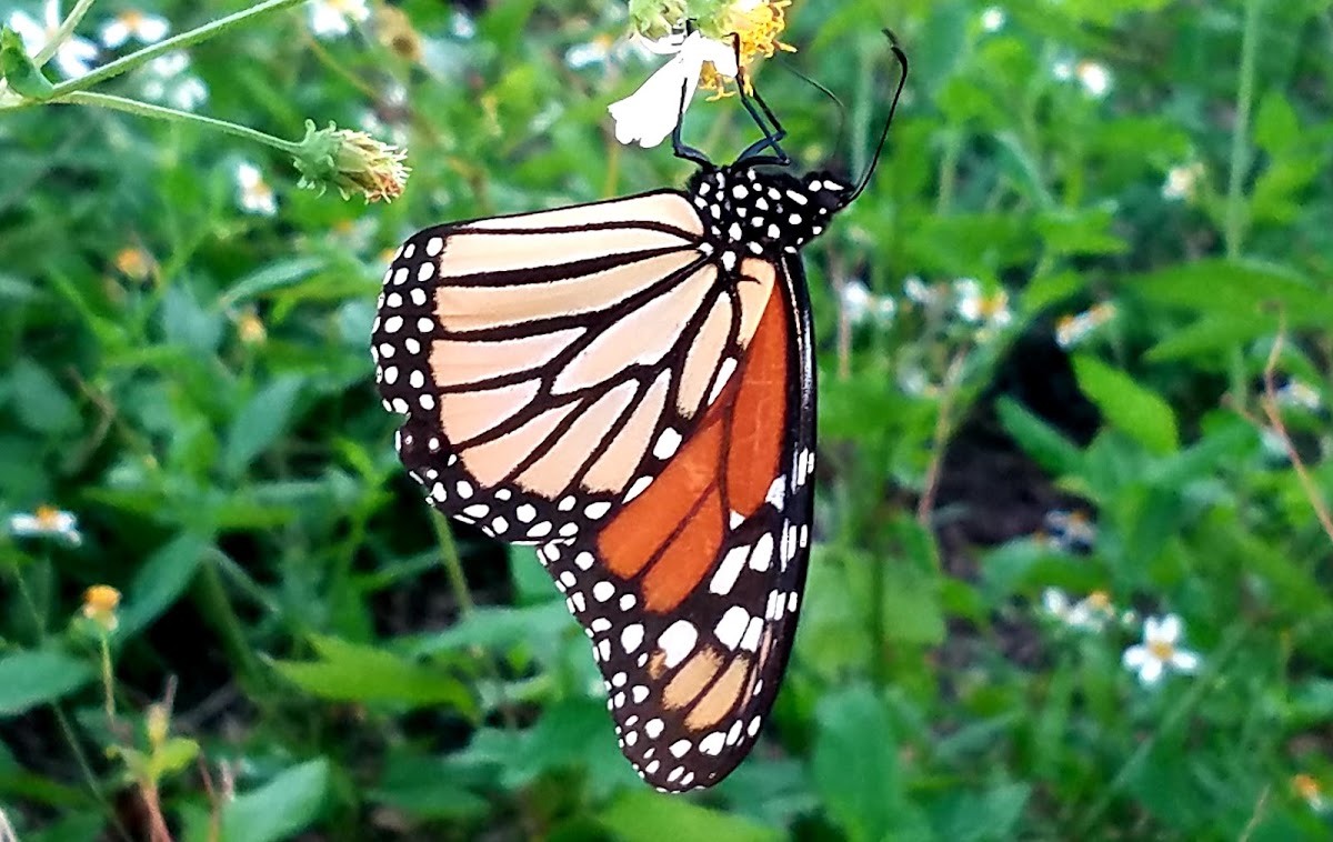 Monarch butterfly