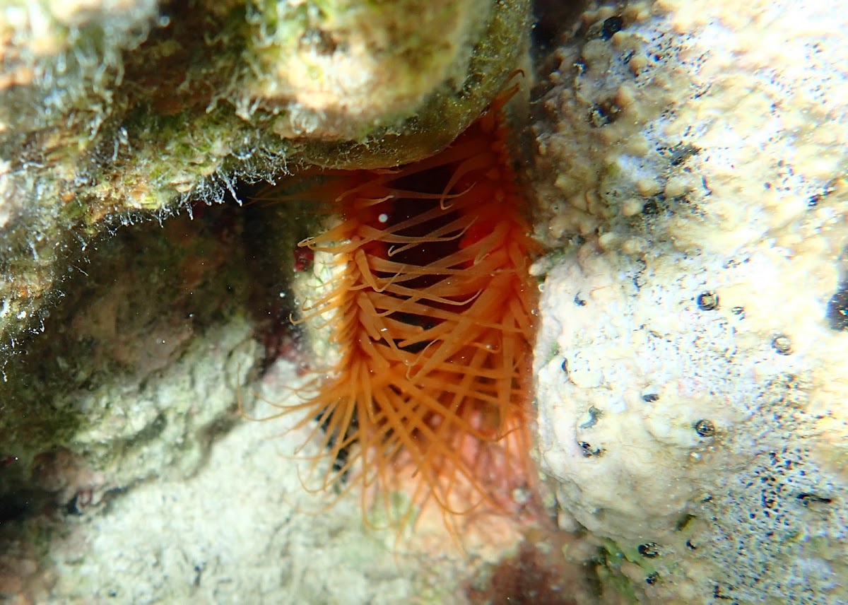 Fire Scallop