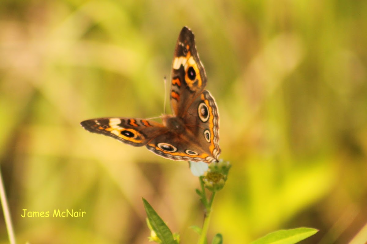 Common Buckeye Butterfly