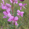 Fireweed .Rosebay willowherb / Иван-чай , Кипре́й узколистный