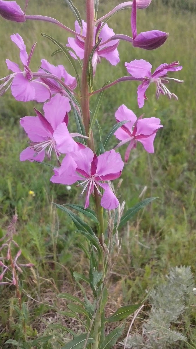 Fireweed .Rosebay willowherb / Иван-чай , Кипре́й узколистный