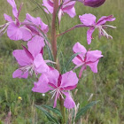 Fireweed .Rosebay willowherb / Иван-чай , Кипре́й узколистный