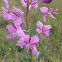 Fireweed .Rosebay willowherb / Иван-чай , Кипре́й узколистный