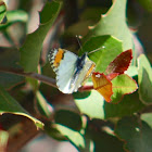 Sara Orangetip (female)