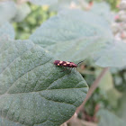 Flower Moth