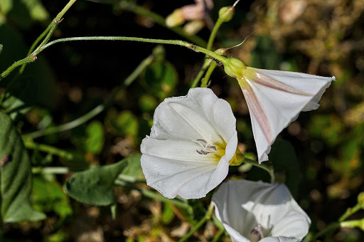 Convolvulus arvensis