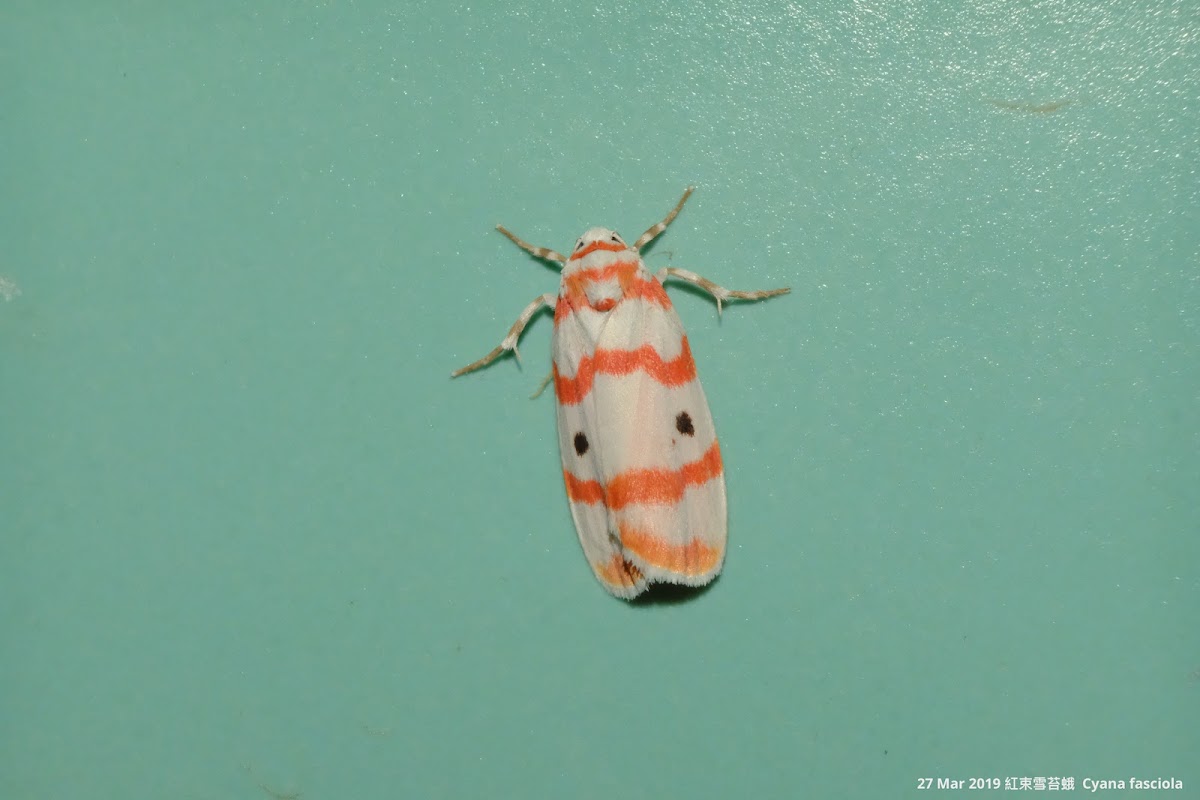 Cyana fasciola 紅束雪苔蛾