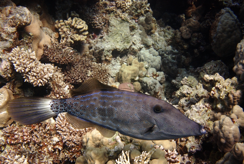 Scrawled filefish