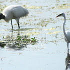 Great Egret and Wood Stork