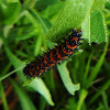 Harris' Checkerspots (Butterfly)