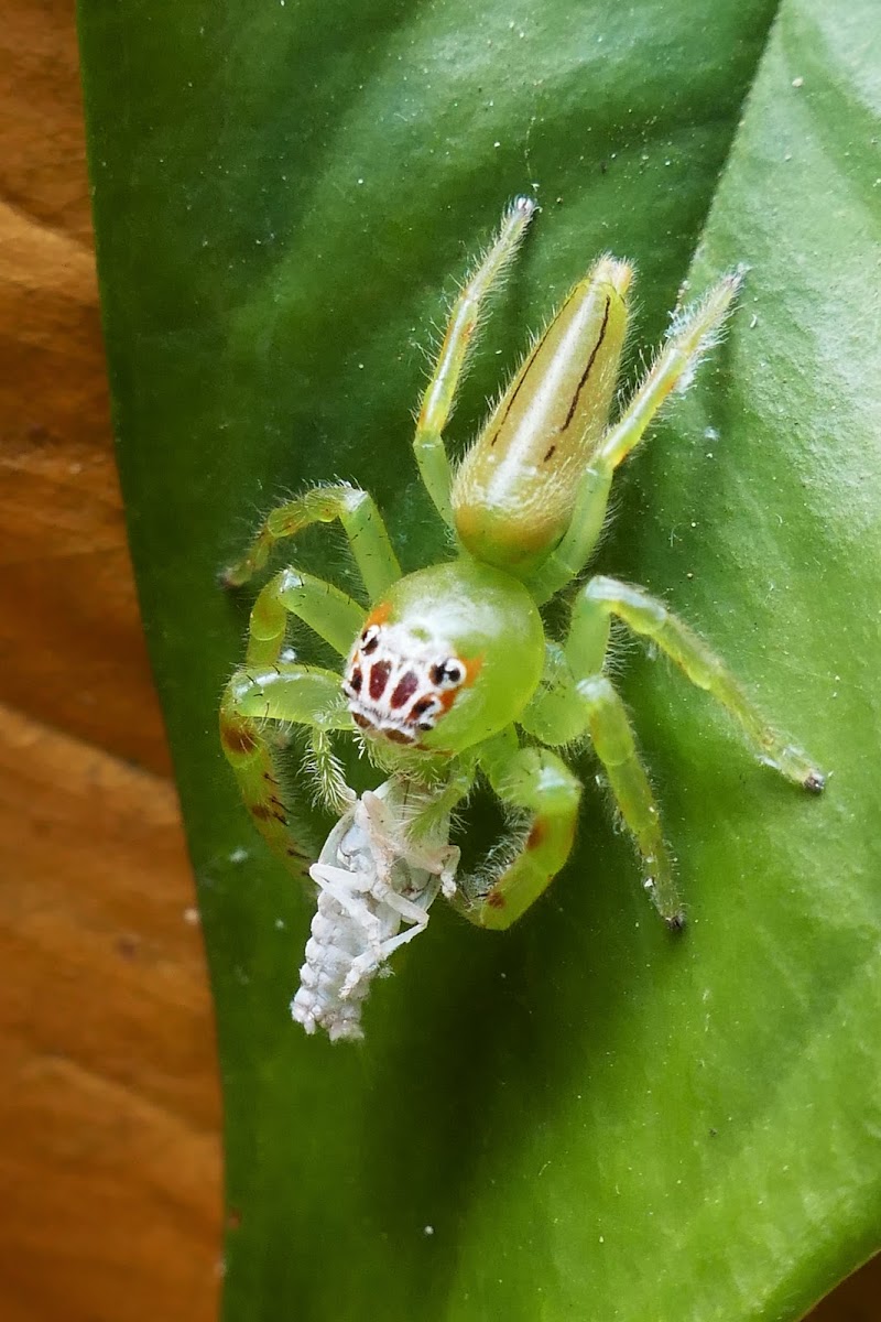 Northern Green Jumping Spider (female)