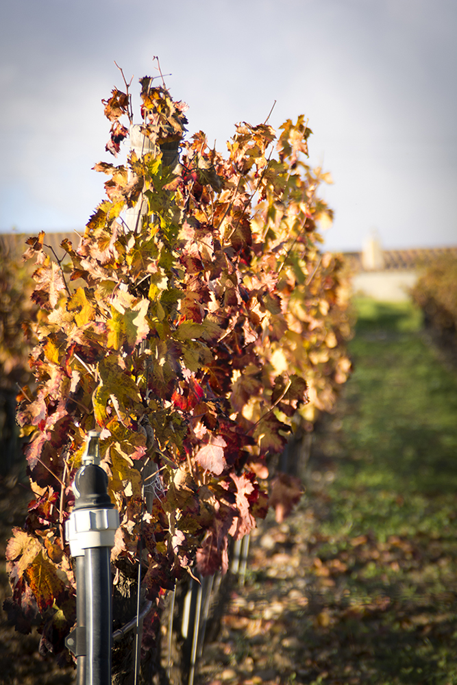 Di"Vino" Ricordo di enrico_puliga