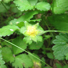 Indian Strawberry