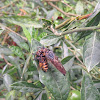 Robber Fly with prey