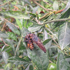 Robber Fly with prey