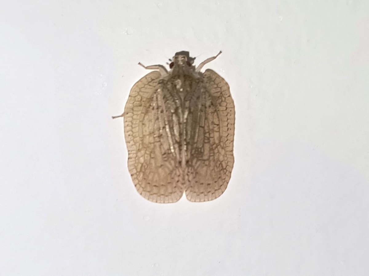 Planthopper