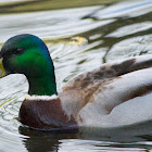 Mallard